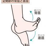 足関節の底屈、背屈